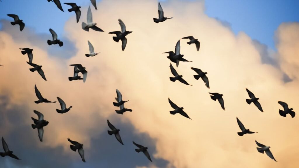 How Birds Navigate Long Distances Without Maps or Technology